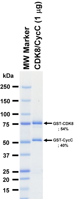 The purity was assessed by SDS-PAGE/CBB staining.